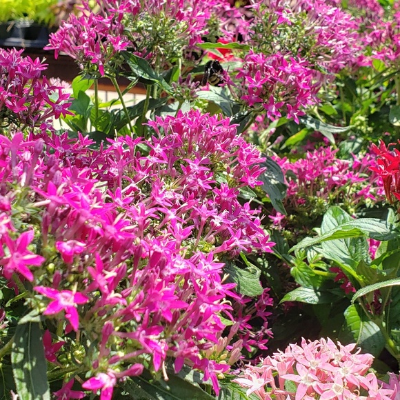 Meet your Posher, Debbie - Picture 1 of 1